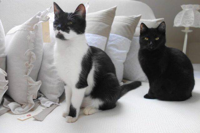Cambiare Croccantini Al Gatto Fa Male