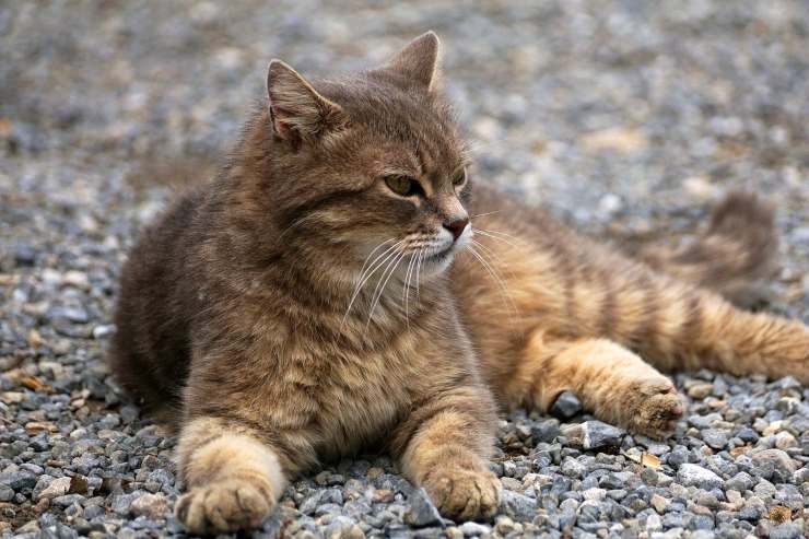 Felino per strada