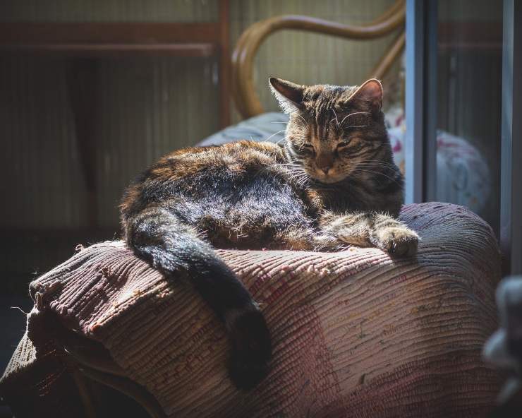 Il gatto anziano si isola