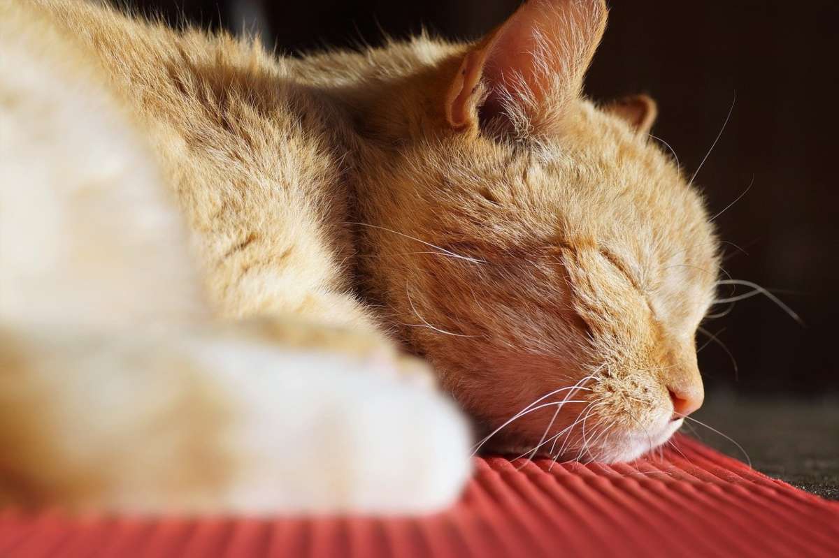 Cosa Significa Quando Il Gatto Si Isola