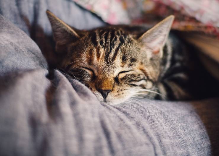 Avvelenamento da rodenticidi nel gatto