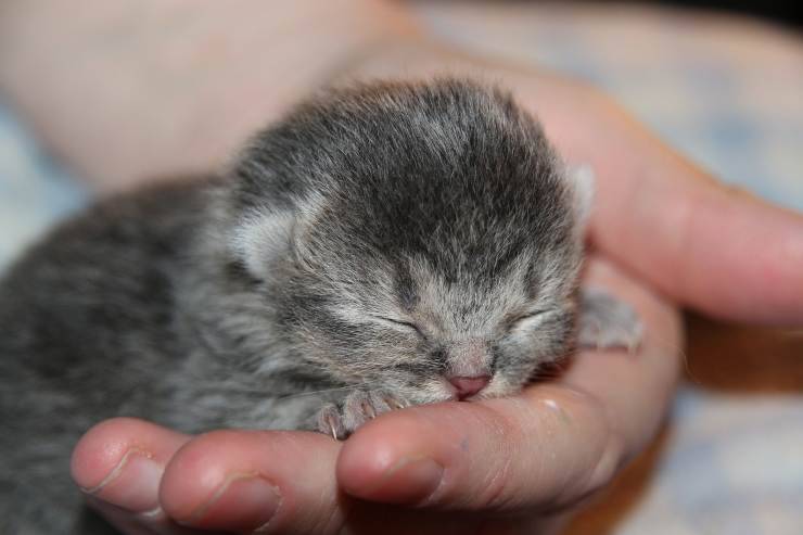 Gattino nella mano di un bambino