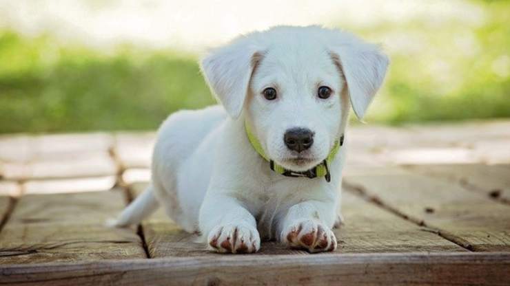 come insegnare al cane a sdraiarsi