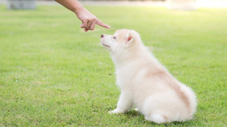 come insegnare al cane comando no