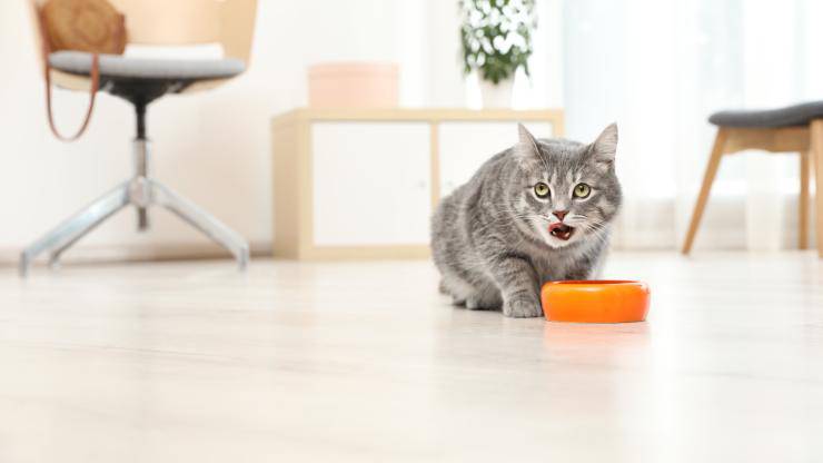 insegnare gatto a non ringhiare quando mangia