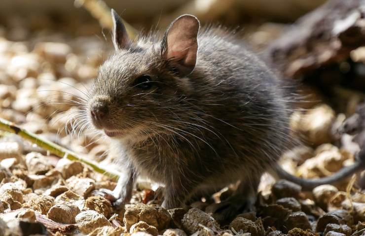 degu