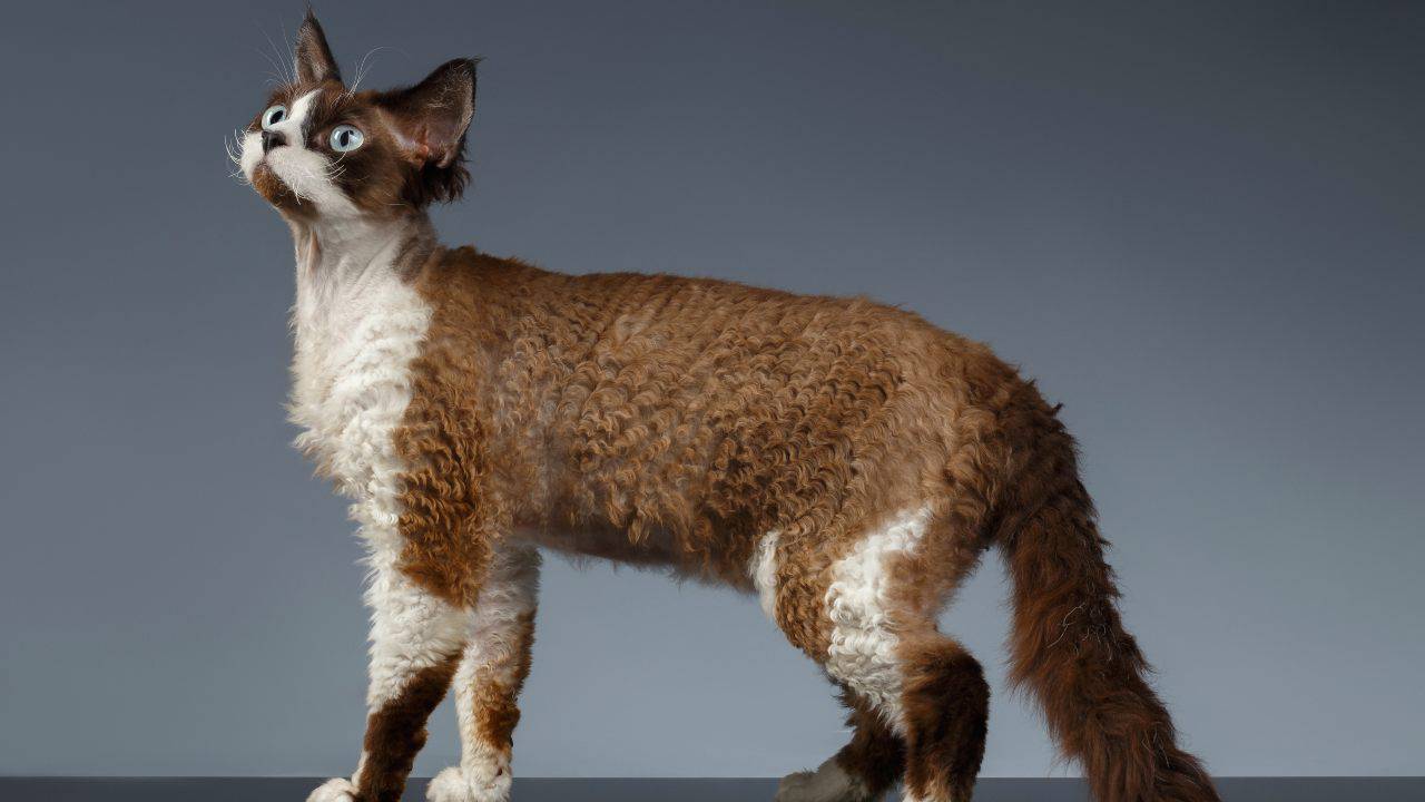 differenza devon rex silkirk