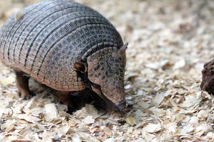 Armadillo come animale domestico