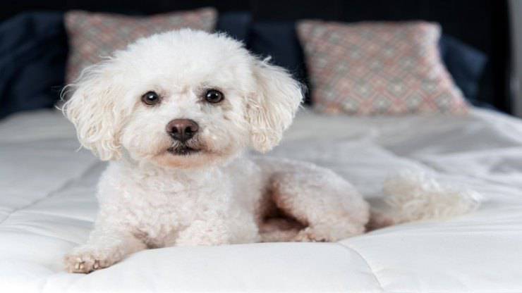 Malattie più comuni del Bichon a poil frisé