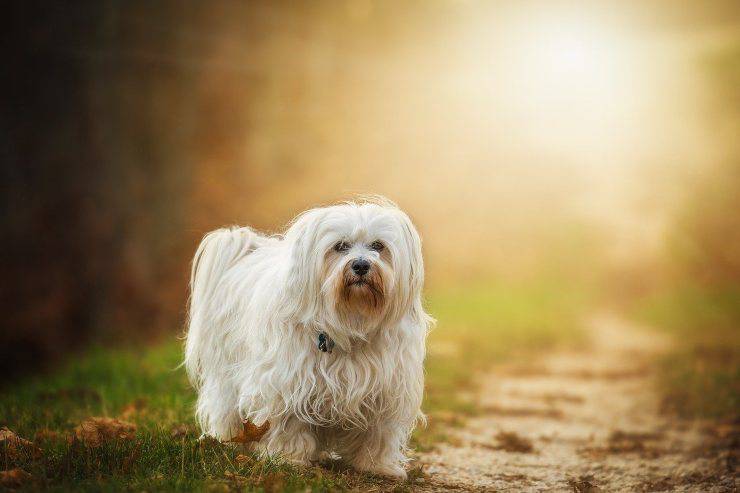 Alimentazione del Bichon Havanese