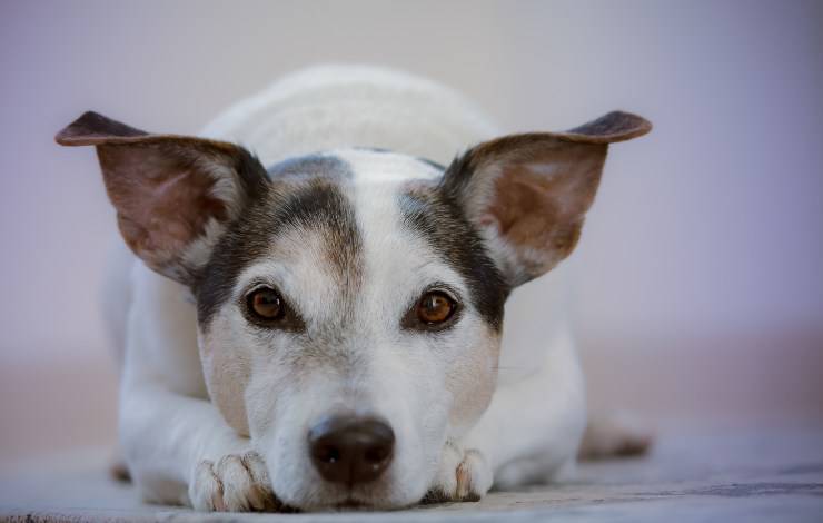 Come incoraggiare il cane malato a mangiare