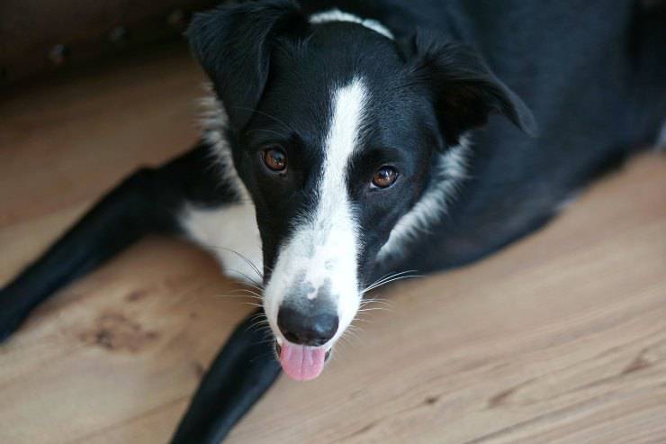 Il cane sporca quando mangia