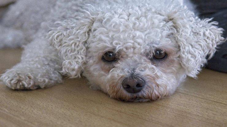 Curiosità sul Bichon a poil frisé