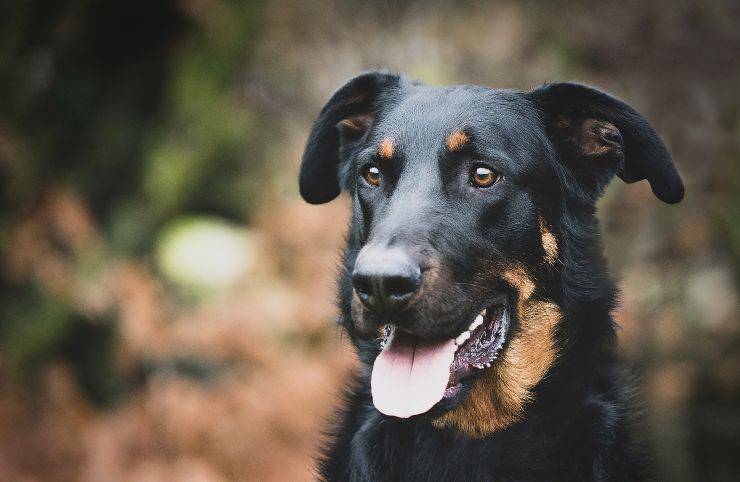 Il cane lecca ossessivamente gli altri cani