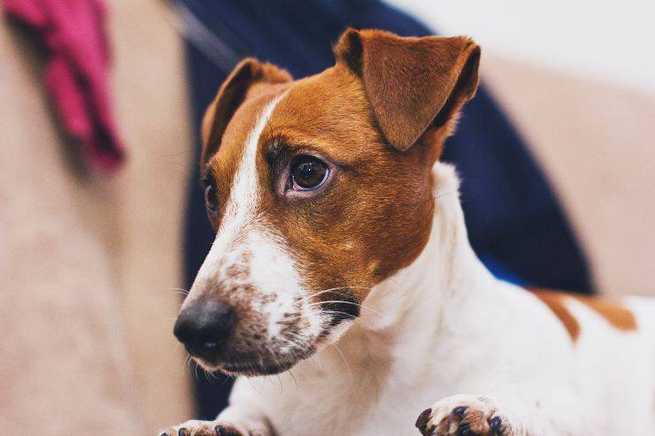 L'approccio con il cane spaventato