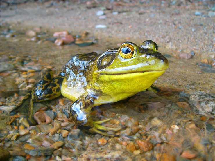 Chitridiomicosi nella rana