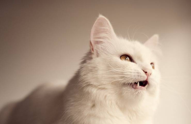gatto angora turco