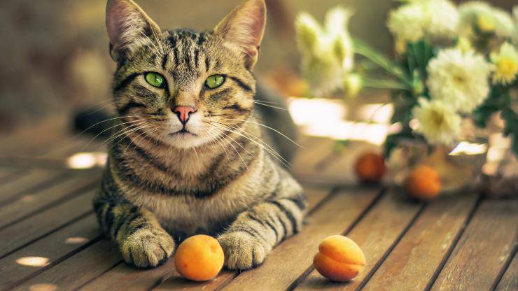 gatto e frutta