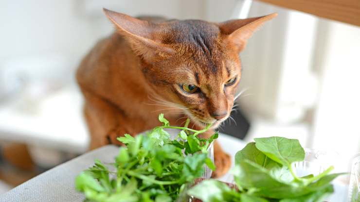 gatto può mangiare prezzemolo