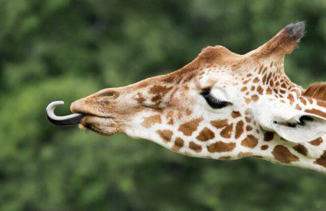 Un Ruminante Africano Affine Alla Giraffa