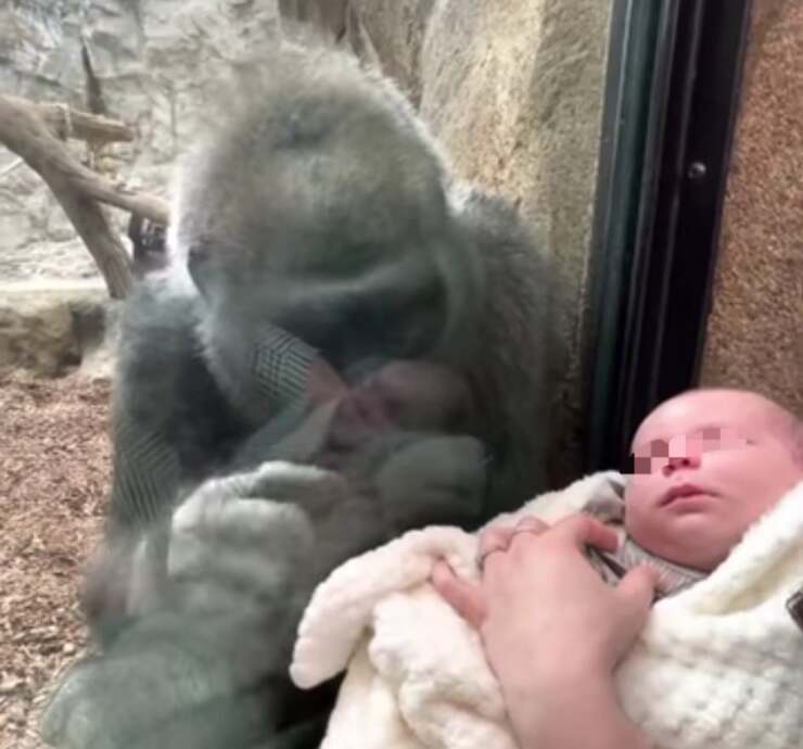 Kiki la gorilla affascinata dal bambino di 5 settimane (Screen Video)