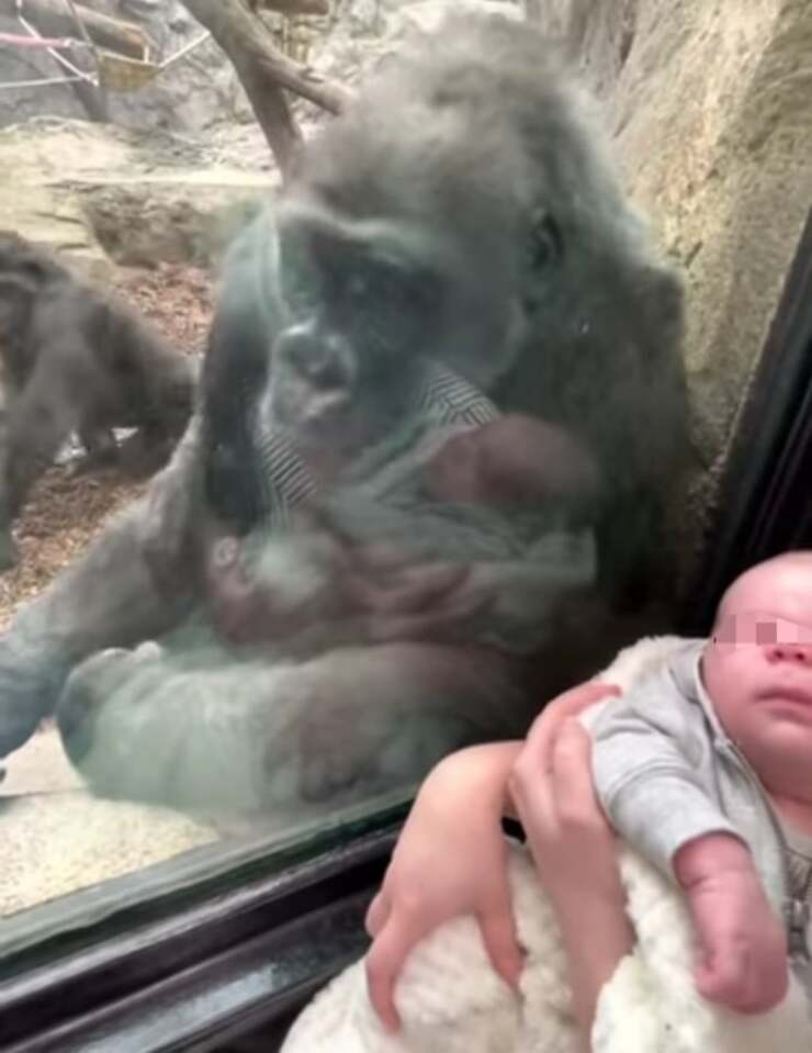 Kiki la gorilla affascinata dal bambino di 5 settimane (Screen Video)