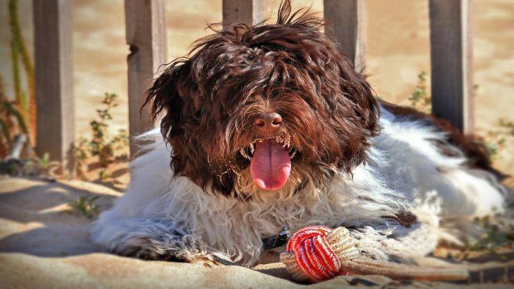 Alimentazione del Bichon Havanese