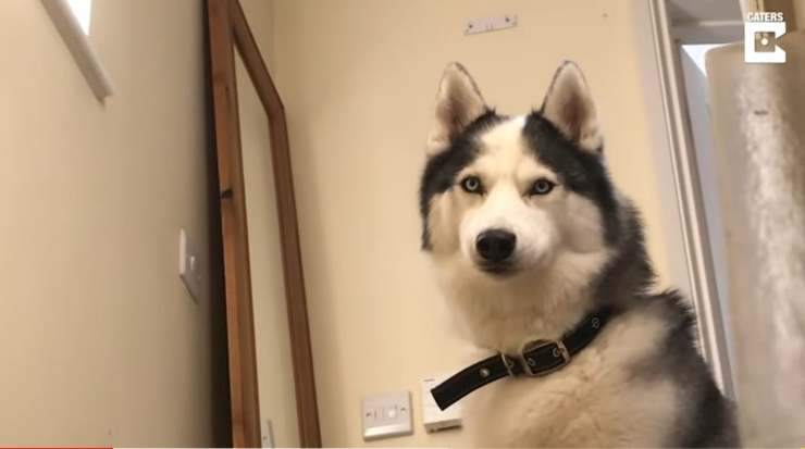 L'husky che ulula "no" perché non vuole scendere le scale (Screen Video)