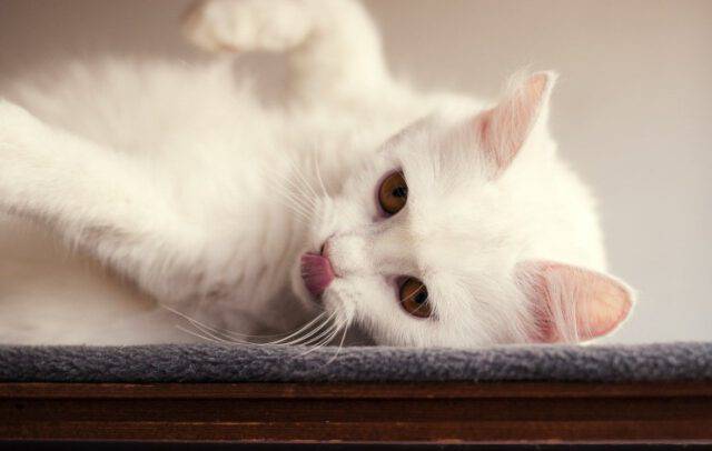 Khao Manee: prezzo, carattere, curiosità, cuccioli, alimentazione