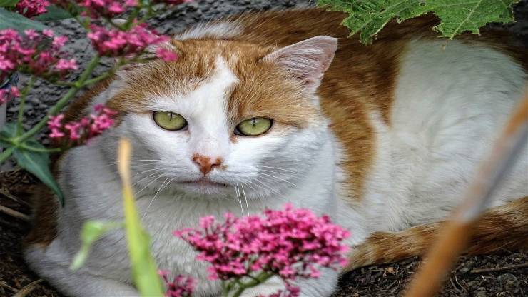 Coloboma dell'iride del gatto