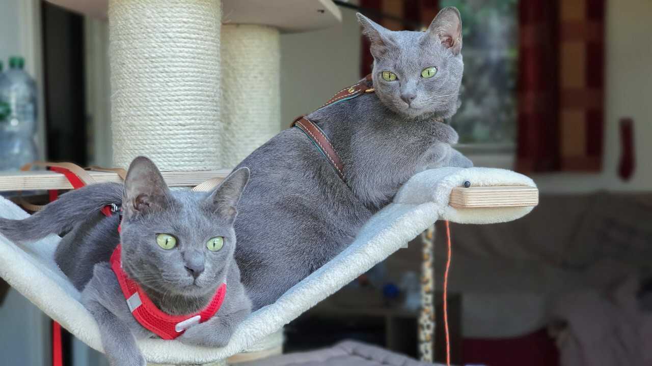 gatto korat