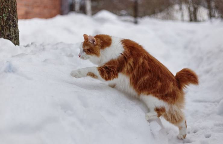 kurilian Bobtail