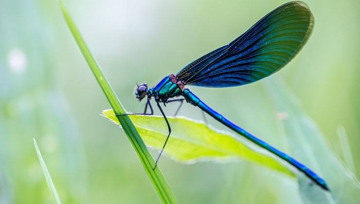 libellula colorata