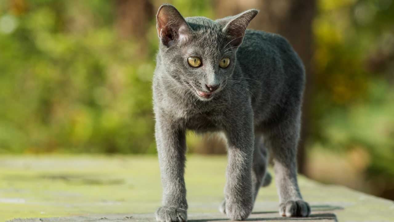 malattie comuni korat