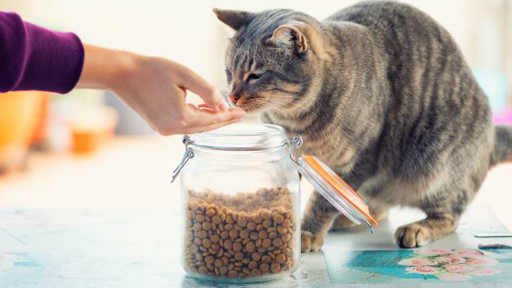misurare quantità crocchette gatto