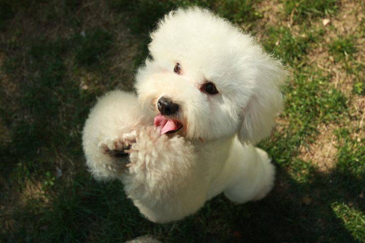 Bichon à poil frisé