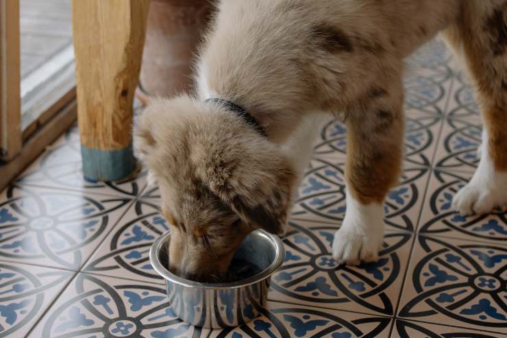 Il comportamento del cane