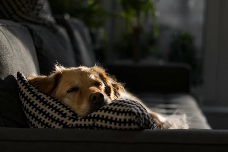 Il cane e l'avvelenamento