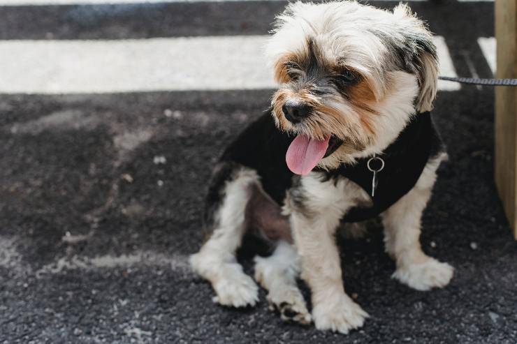 Fido lecca ossessivamente i cani