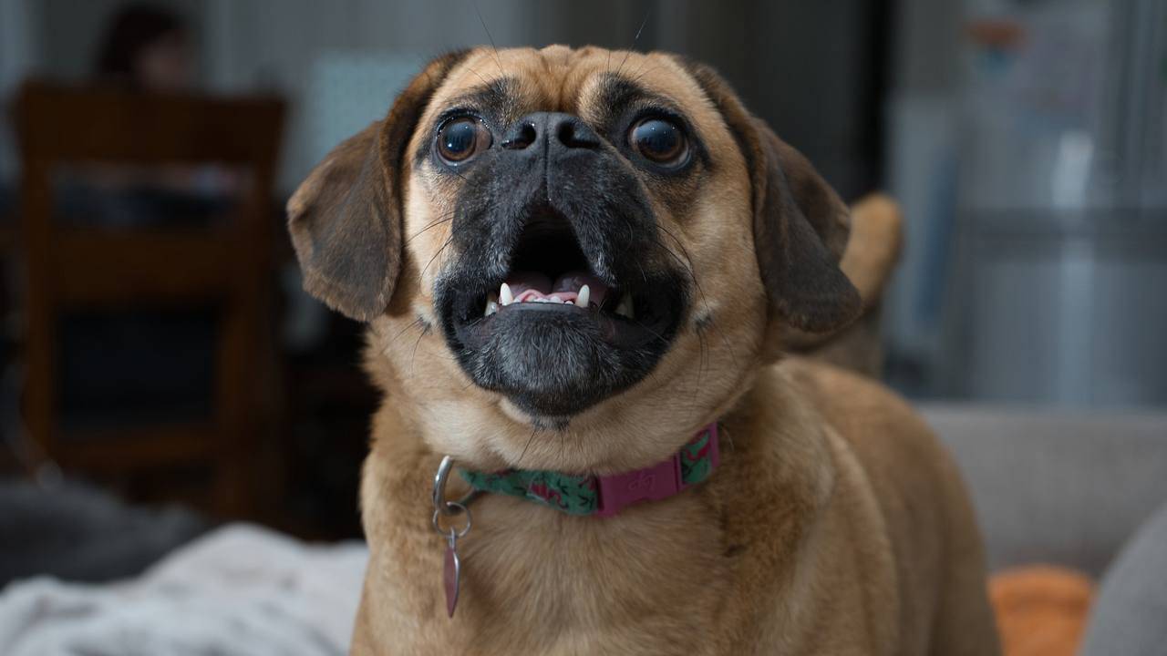 cane che abbaia (Foto Pixabay)