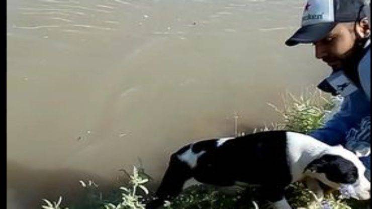 Cane nel fiume (Foto Facebook)