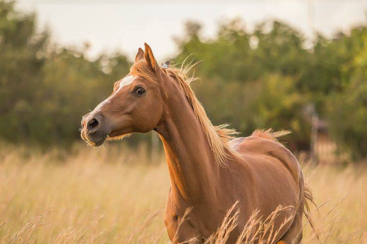 Il cavallo e il disturbo fisico