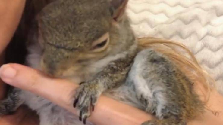 scoiattolo accoccolato (Foto Instagram)