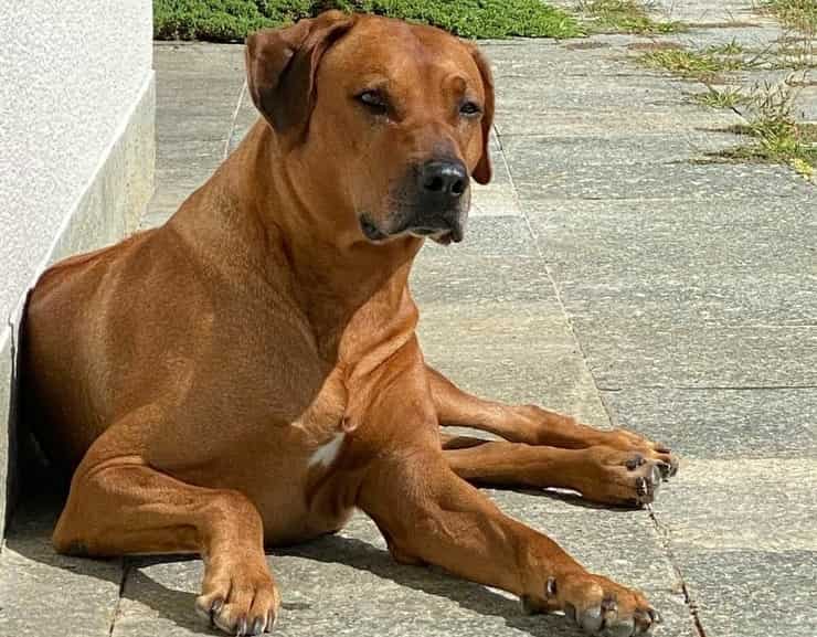 Sprint il Rhodesian Ridgeback di taglia grande color marrone di Alena Seredova compie 8 anni (Foto Instagram)