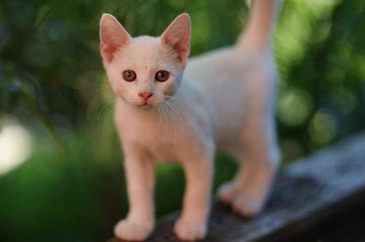 Gatto è innamorato