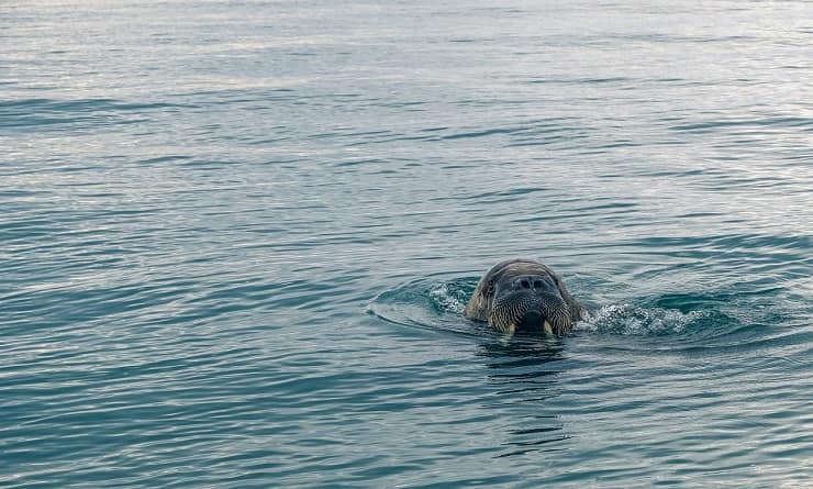 animali che vivono oceano atlantico