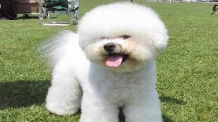 Razze compatibili col Bichon à poil frisé