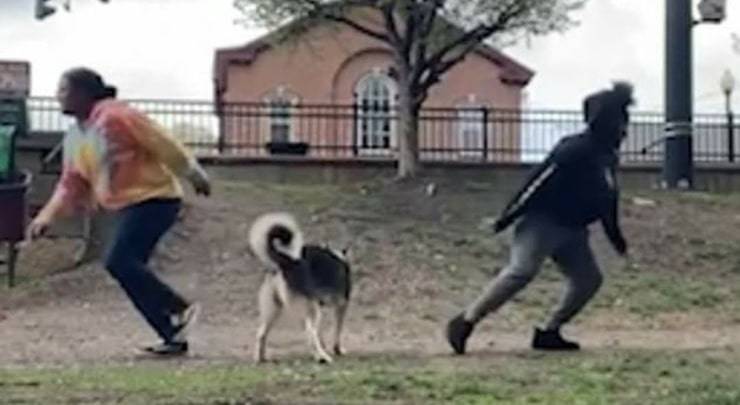 La nuova sfida virale per capire a chi vuole più bene il cane di famiglia (Screen Video)