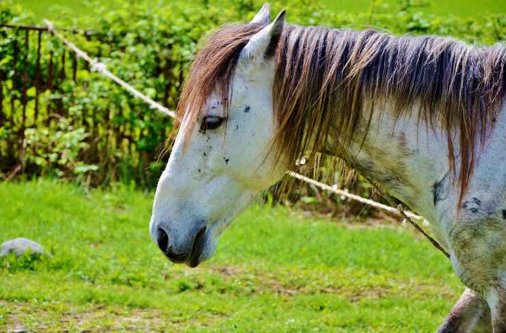 Azoturia nel cavallo