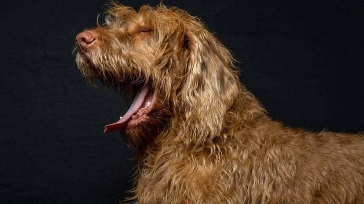 wirehaired vizsla